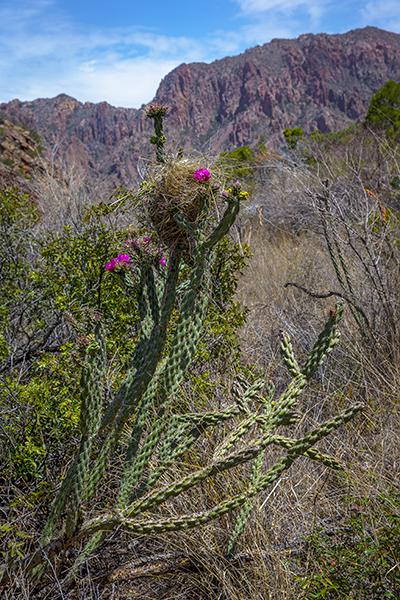 Bird's Nest In The Cholla Cactus