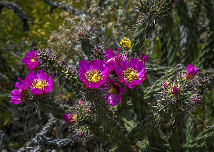 Blooming Cholla Cactus