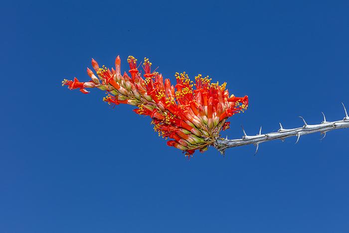 Ocotillo Blooms - With Flash, Big Bend National Park