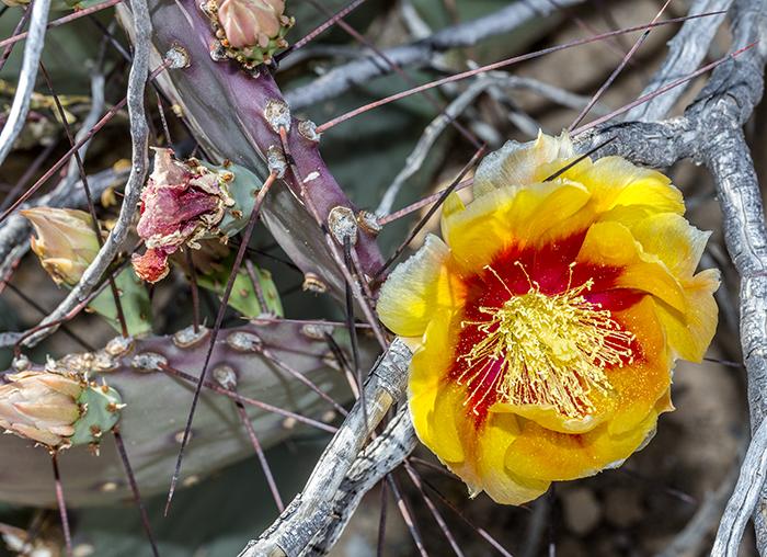 Prickly Pear Cactus Bloom - With Flash, Big Bend National Park
