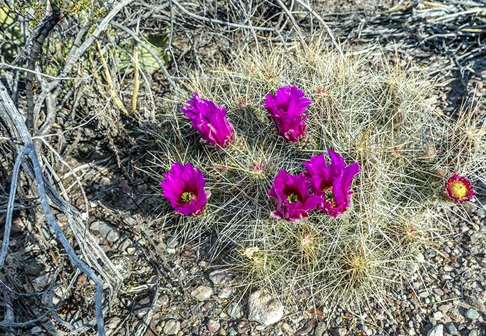 Pitaya Cactus Blossoms, Big Bend National Park