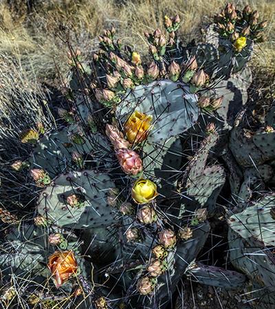 Buds On A Prickly Pear Cactus - 24mm, Big Bend National Park