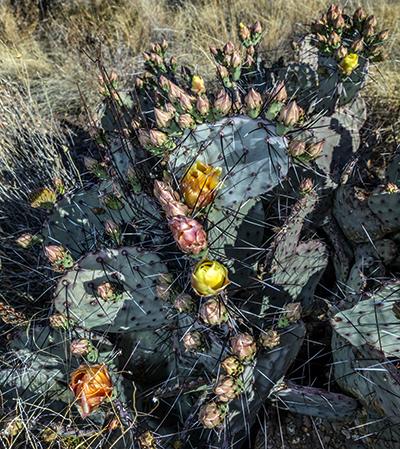 Buds On A Prickly Pear Cactus - 24mm, Big Bend National Park Buds On A Prickly Pear Cactus - 24mm, Big Bend National Park