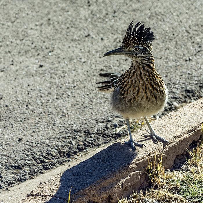 Road Runner At The Chisos Mountain Lodge, Big Bend National Park / Rebecca Latson