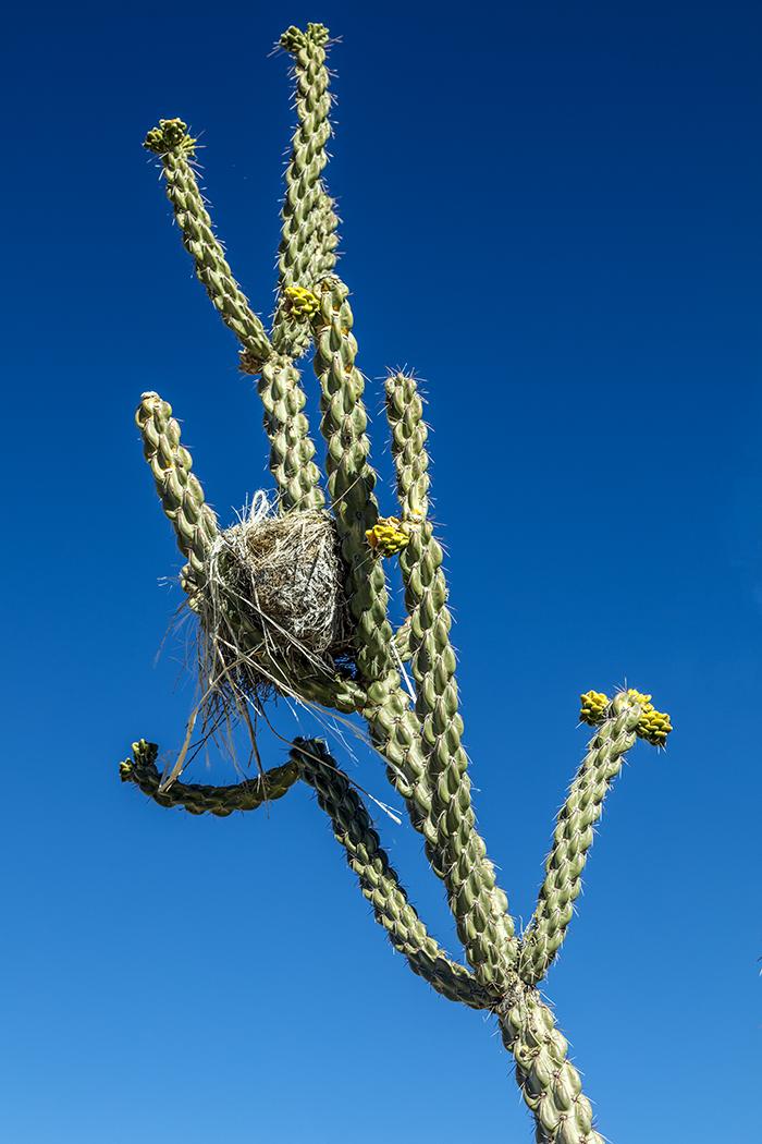 Bird's Nest In The Cholla Cactus, Big Bend National Park / Rebecca Latson