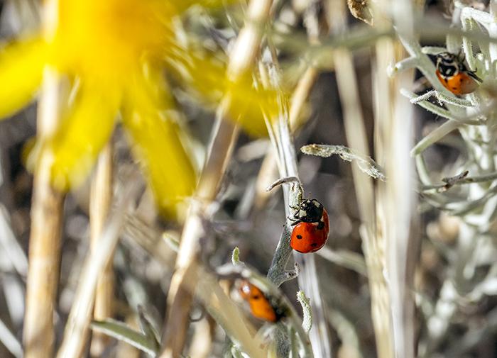 Ladybugs in The Bush, Big Bend National Park