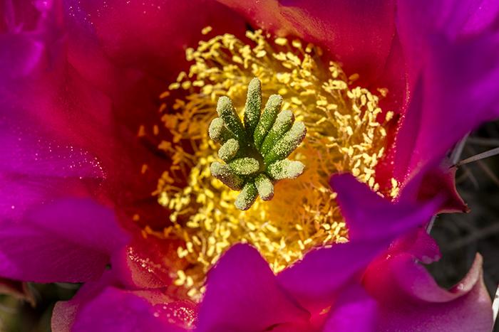 Within The Heart of A Pitaya Bloom - 100mm, Big Bend National Park