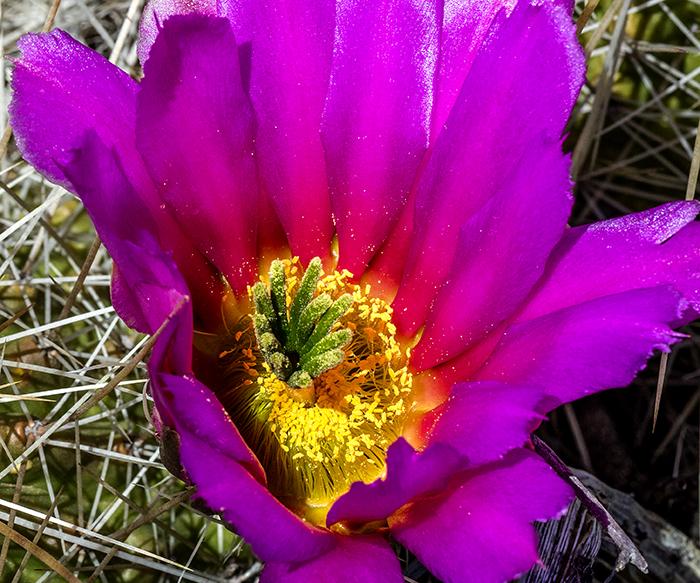 Pitaya Bloom, Big Bend National Park
