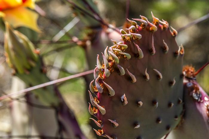 Prickly Pear Detail - 100mm, Big Bend National Park