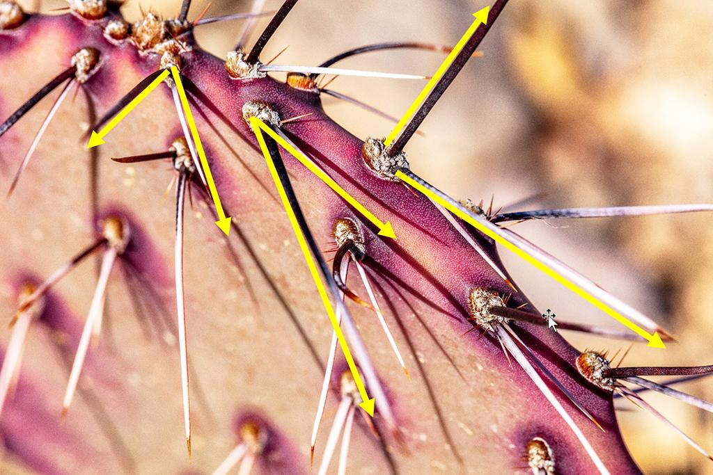 Prickly pear needle angles, Big Bend National Park / Rebecca Latson