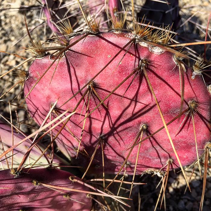 Purple Prickly Pear Needles