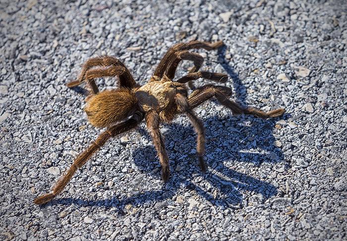 Texas Brown Tarantula
