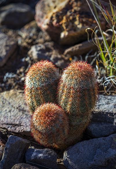 Texas Rainbow Cactus