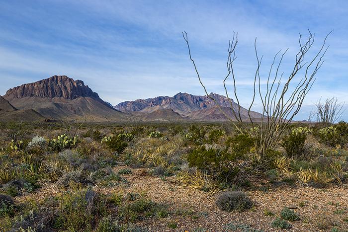 Mid-Morning On The Chihuahuan Desert