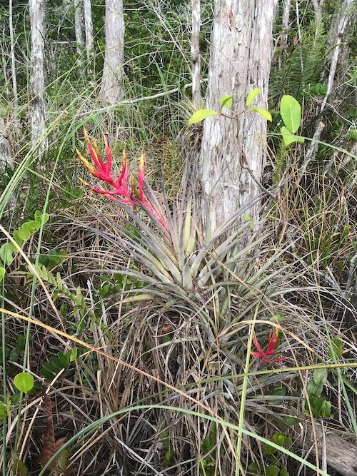 A cardinal airplant, listed as endangered by the state of Florida, beginning to bloom in Big Cypress/Kurt Repanshek
