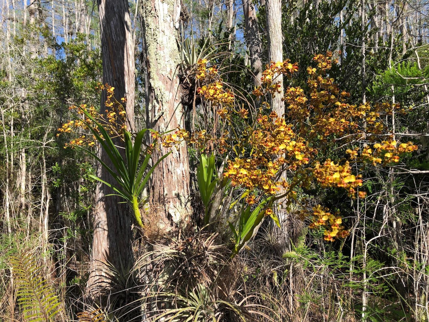 A rare cigar orchid blooms on the side of a cypress tree in the Big Cypress National Preserve/Dr. Hon Liu