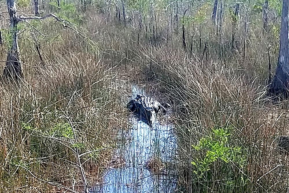 This alligator, estimated at 10 feet long, found the standing water in a seismic line a comfortable place to rest/John Meyer