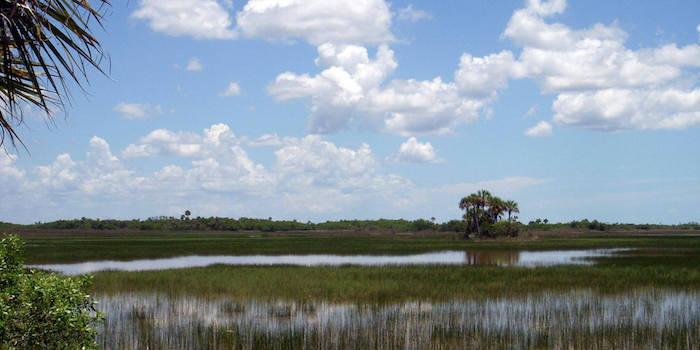 Ochopee Prairie in Big Cypress National Preserve/NPS
