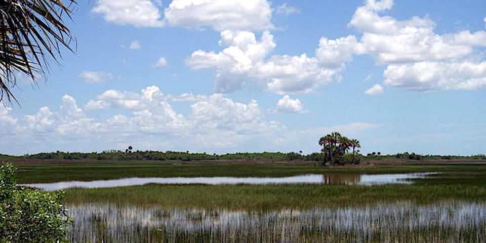 A Mississippi oil company has dropped plans to explore for oil just north of Big Cypress National Preserve in Florida/NPS file