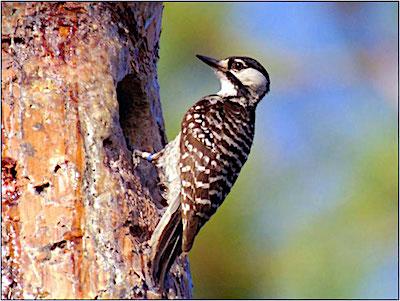 Red-cockaded woodpecker, Big Cypress National Preserve/NPS