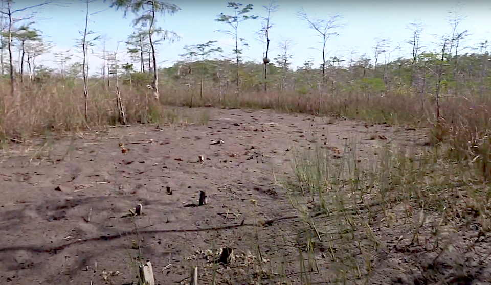 Soil in Big Cypress National Preserve impacted by oil exploration work is struggling to recover/Kurt Repanshek