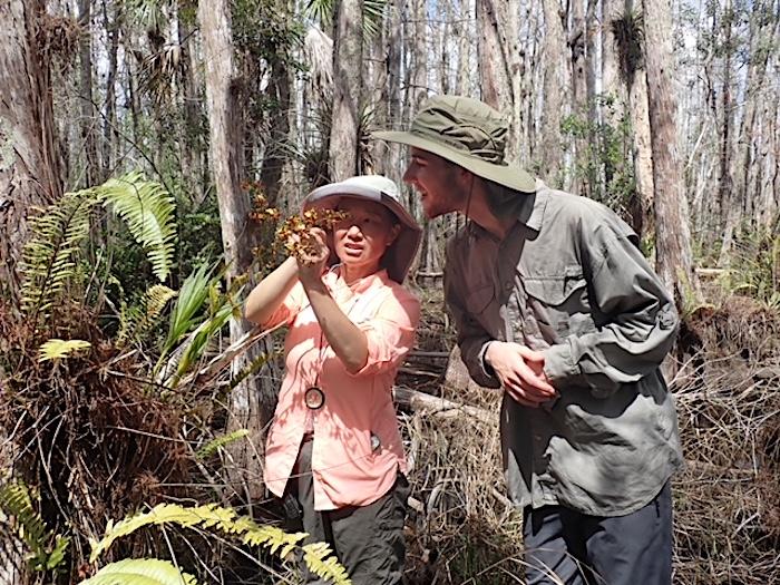 Dr. Hong Liu shows a cigar orchid's flower structure to Donimic Mellone, a FIU freshman who participated in the project as a field assistant./Dr. Hong Liu