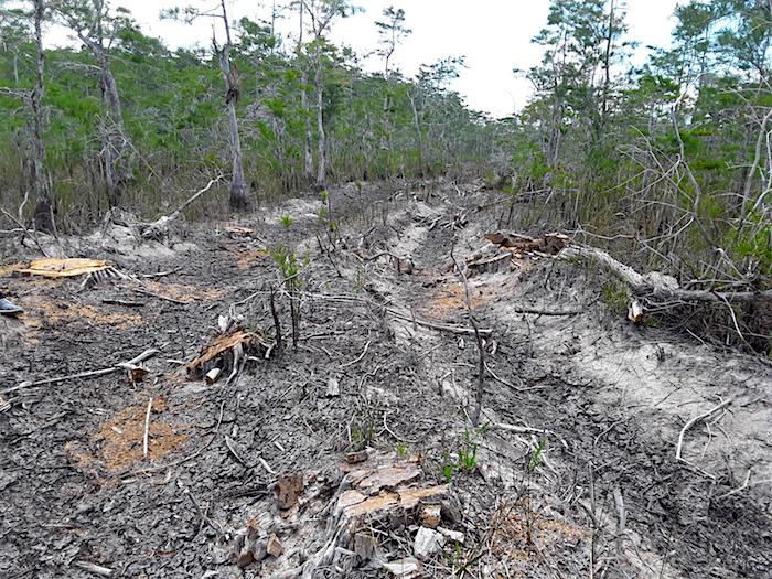 Ruts left in Big Cypress National Preserve by oil survey equipment/NRDC