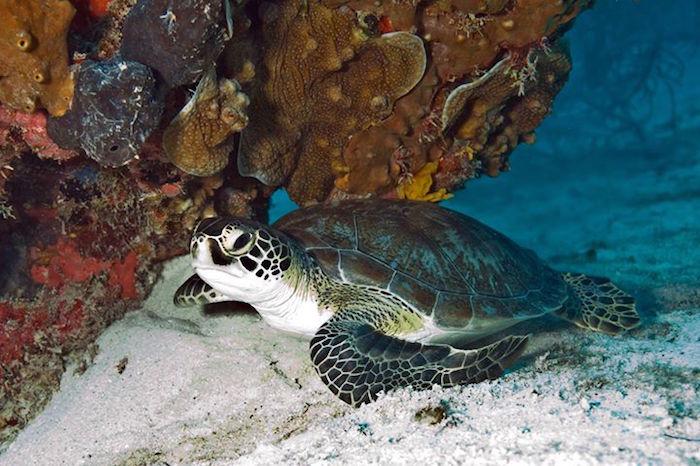 Green sea turtle at Biscayne National Park/NPS