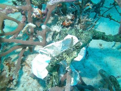 Biscayne National Park marine debris