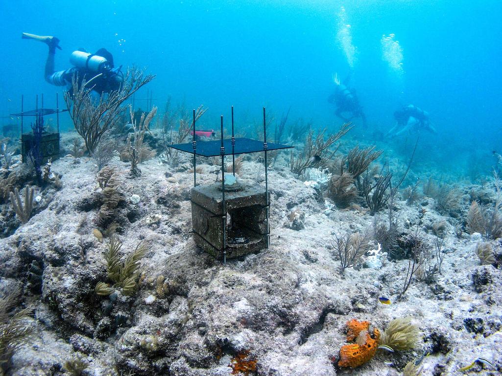 Shades placed over corals that have been "bleached" by warm ocean temperatures at Biscayne National Park/USGS