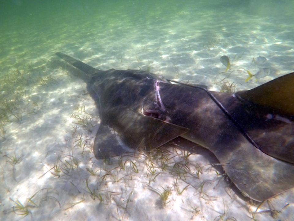 Biscayne National Park rangers saved this sawfish, which was entangled in lobster trap rope/NPS