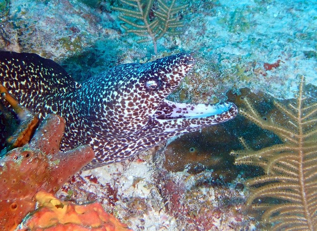 Black-and-white spotted eel, Biscayne National Park / NPS file