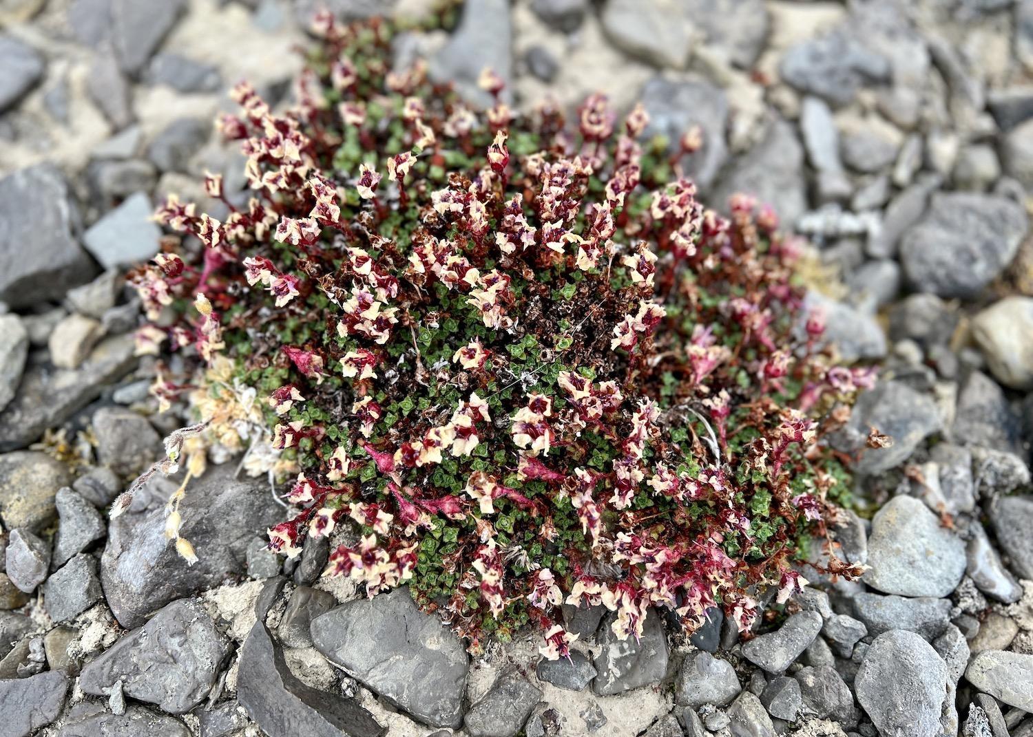 A few flowers were spotted on Beechey Island, including Purple Saxifrage, the official flower of Nunavut.