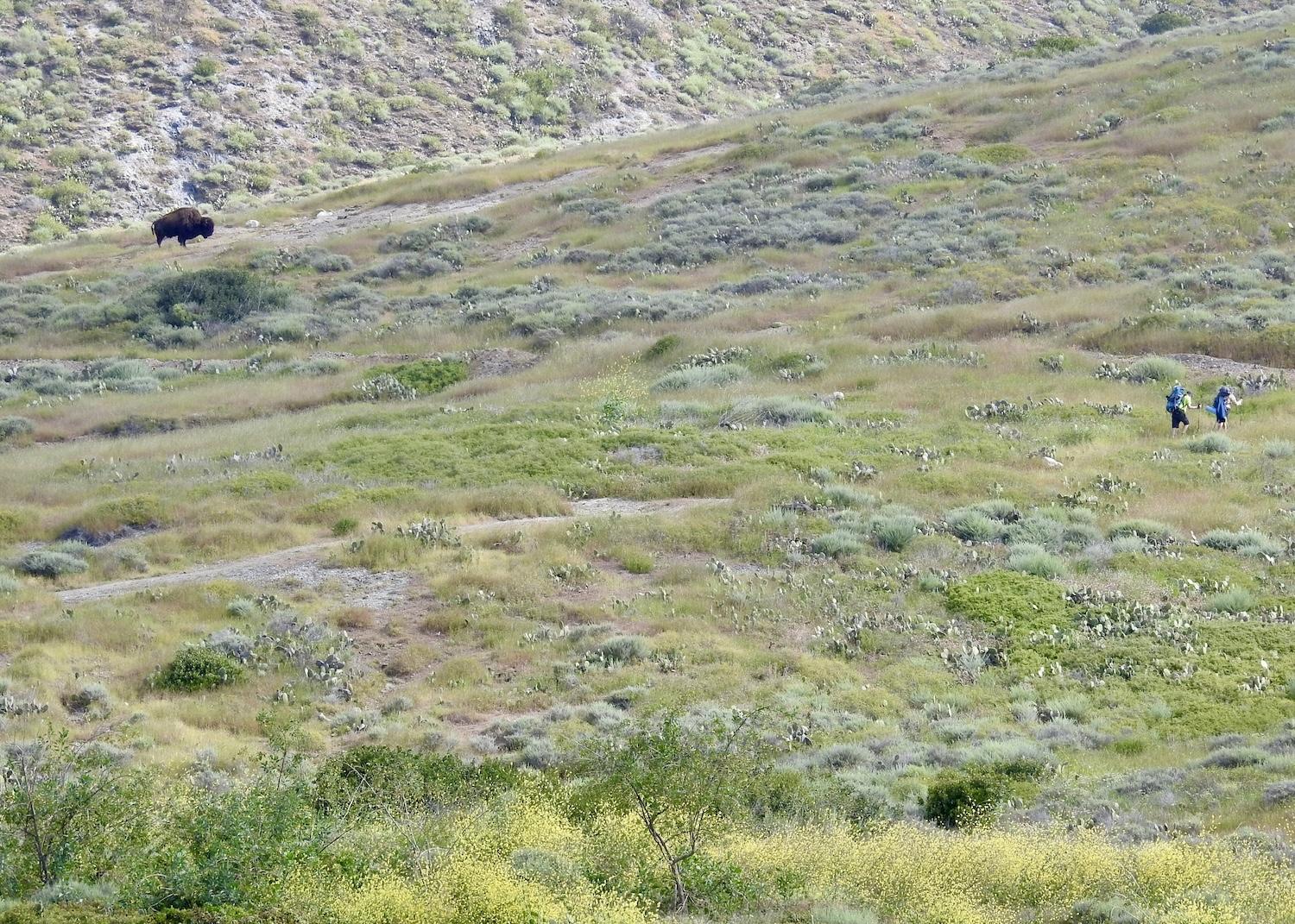 Bison roam Catalina Island, which is one of the Channel Islands but not part of Channel Islands National Park.