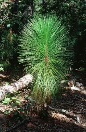 Longleaf pine closeup/NPS