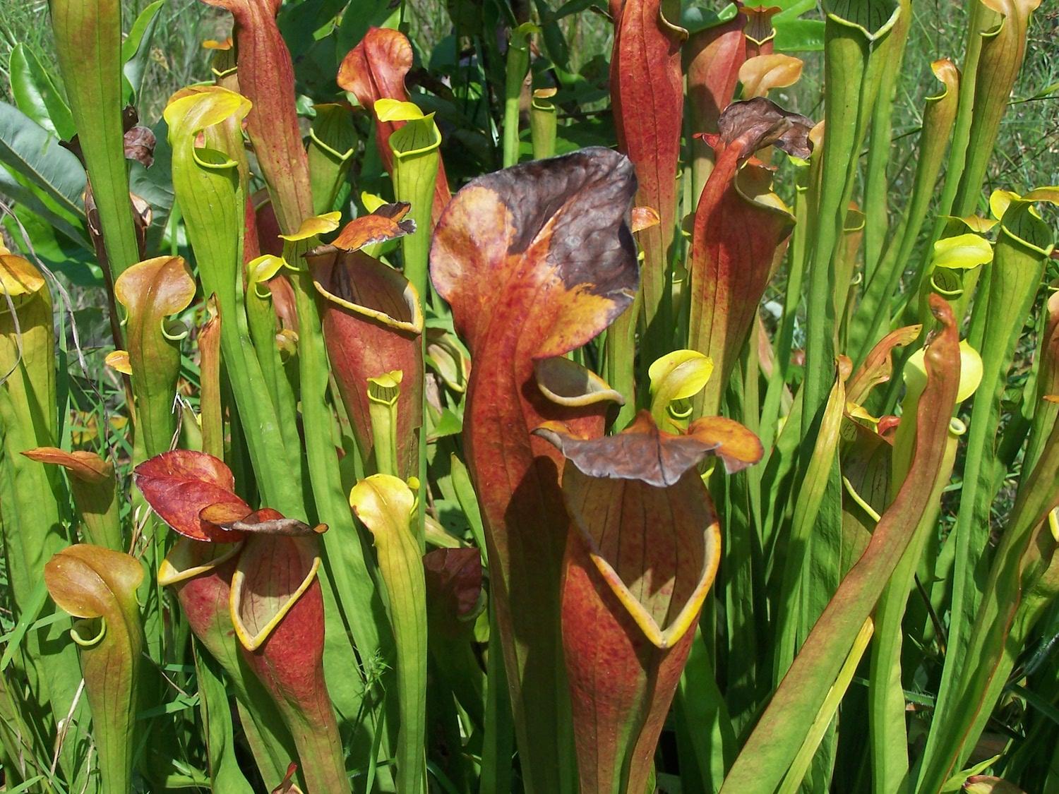 One of the wonders of Big Thicket National Preserve are the carnivorous plants that grow there, like these pitcher plants/NPS
