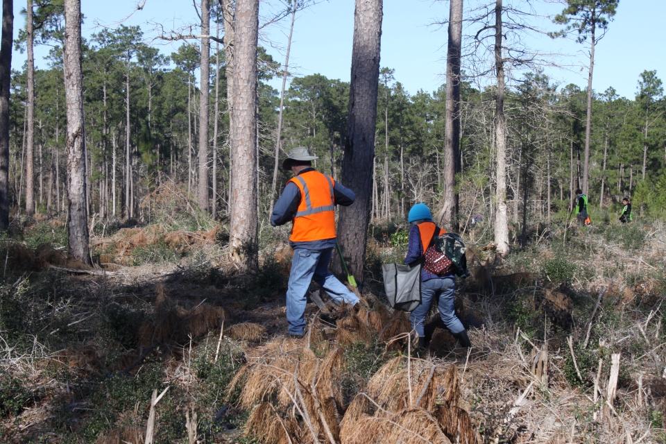 Volunteer to plant longleaf pines at Big Thicket National Preserve on Martin Luther King Jr. Day