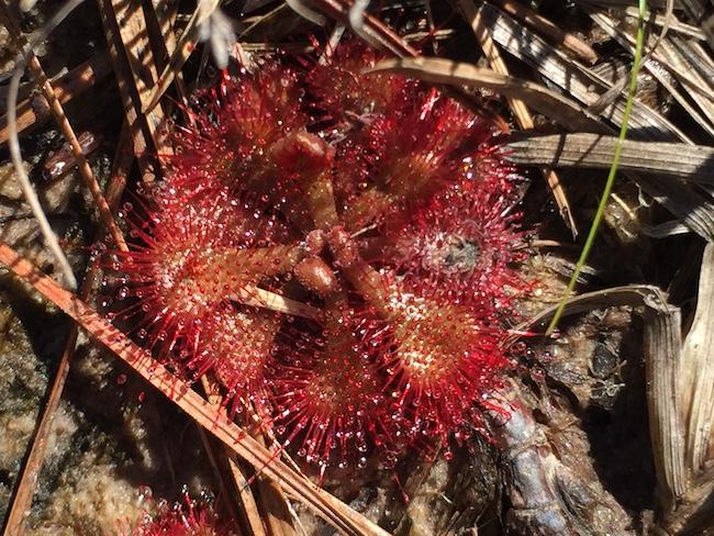 Sundew plants are small and hard to spot without some effort/Barbara Johnson