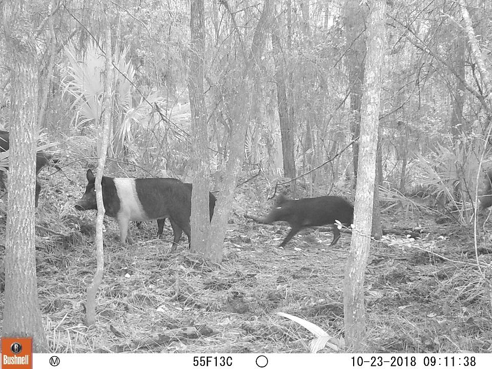 feral hogs, national park, big thicket, invasive species, trapping