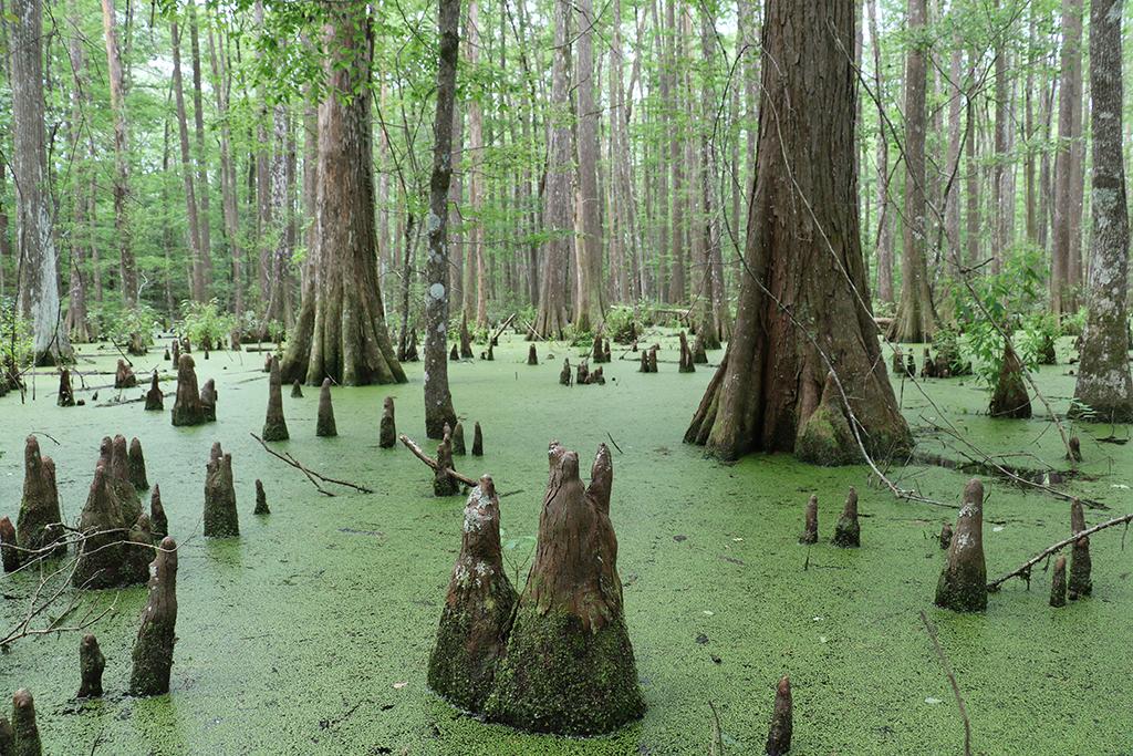 Cypress knees in a swamp, Big Thicket National Preserve / National Park Service