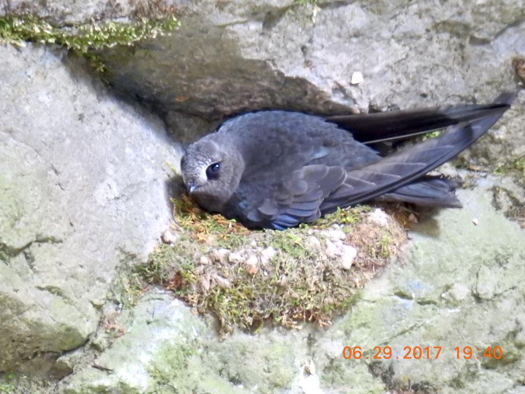 This Black swift was spotted at Ouray Falls, Colorado/Sharon Forsyth