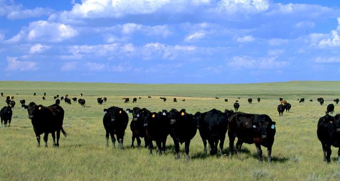 Cattle grazing on public lands/BLM