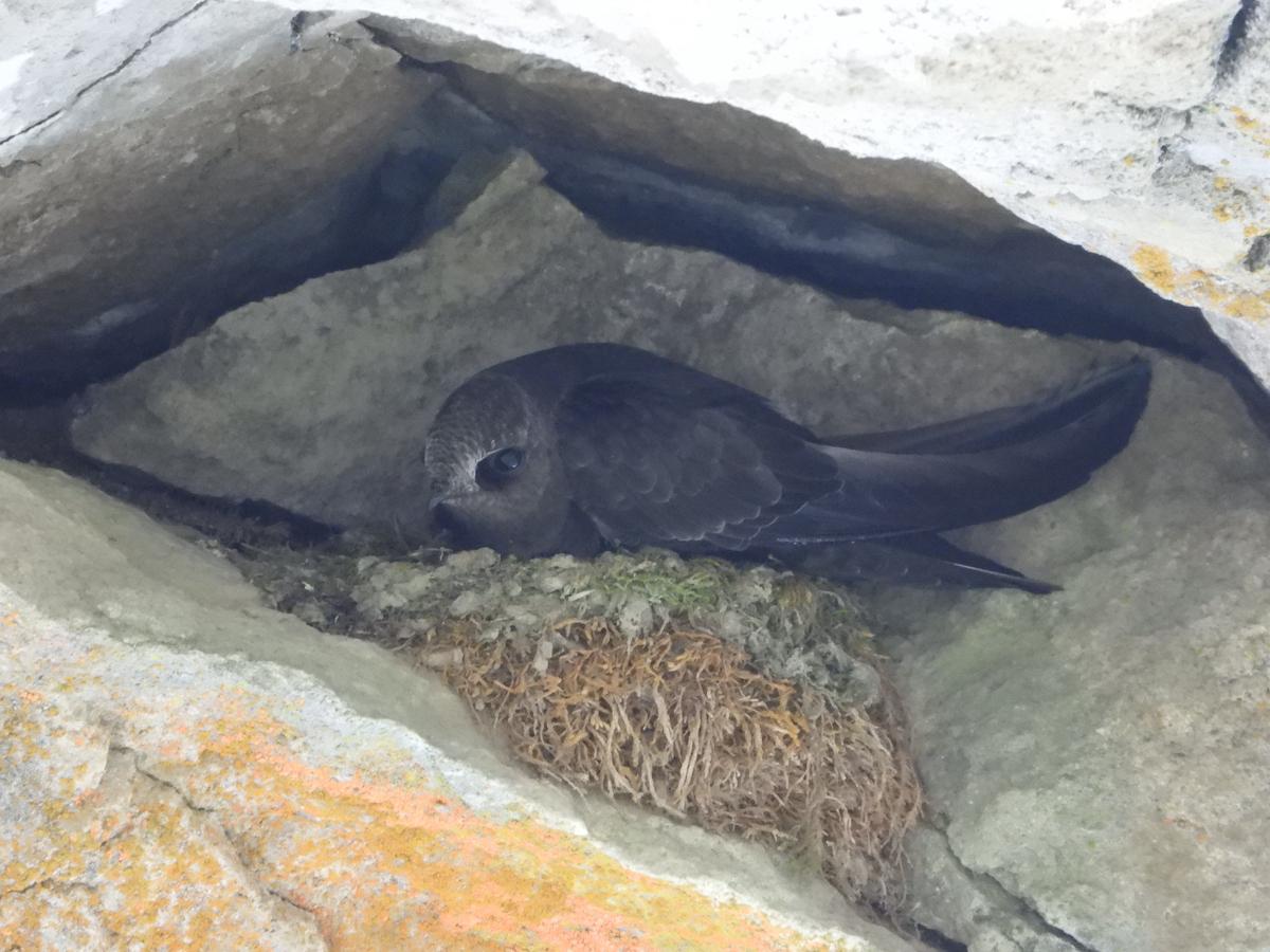 An adult Black Swift on its nest in Banff's Johnston Canyon.
