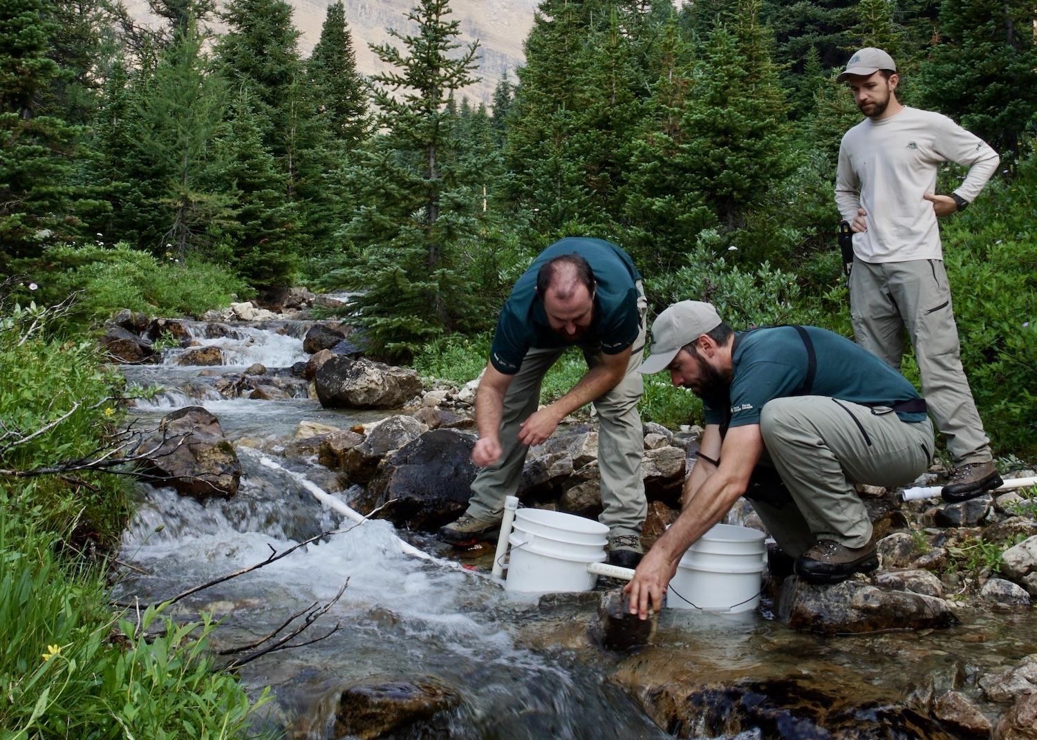 The Parks Canada aquatics team installs remote streamside incubators in Banff.