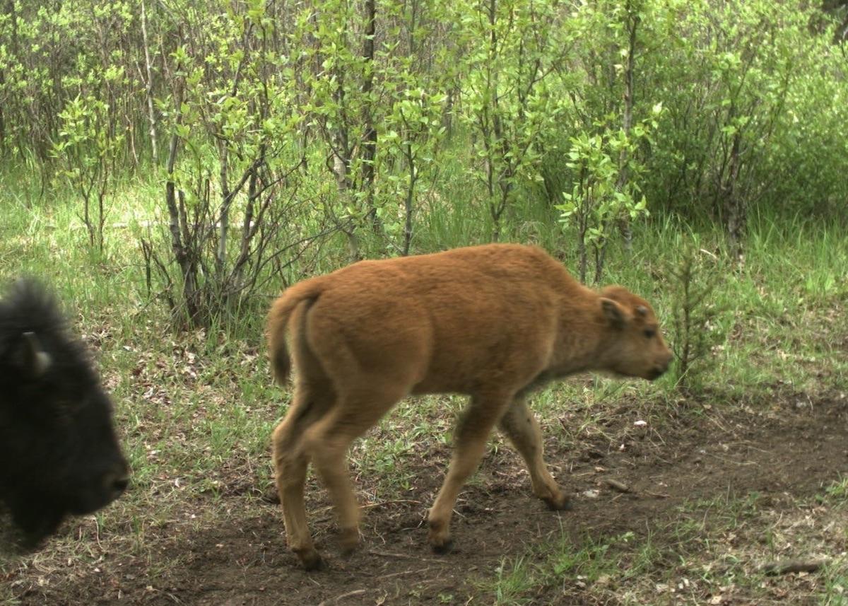 A baby bison is captured on Banff's game camera.