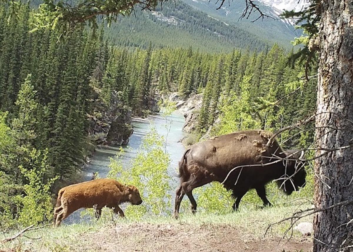 Two bison are shown in Banff via game camera.