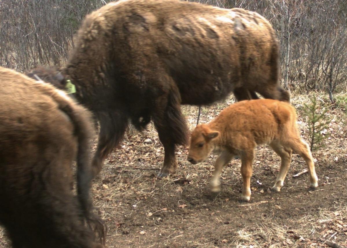 Banff National Park captured these shots of bison on its game cameras.