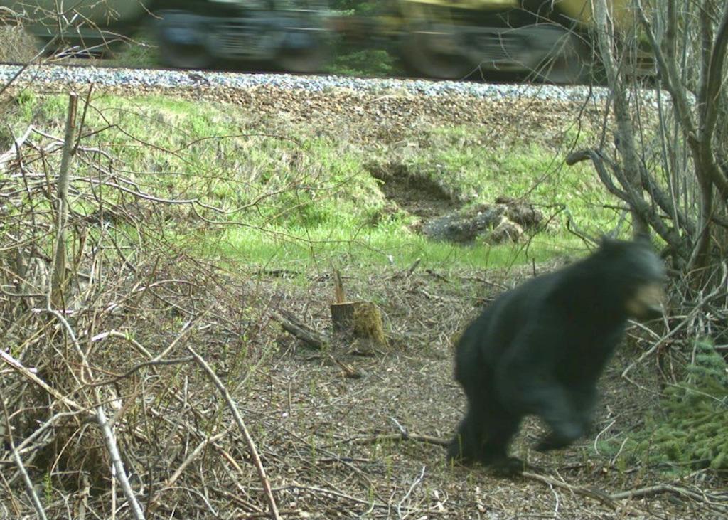 A young black bear takes an escape route off the train track.