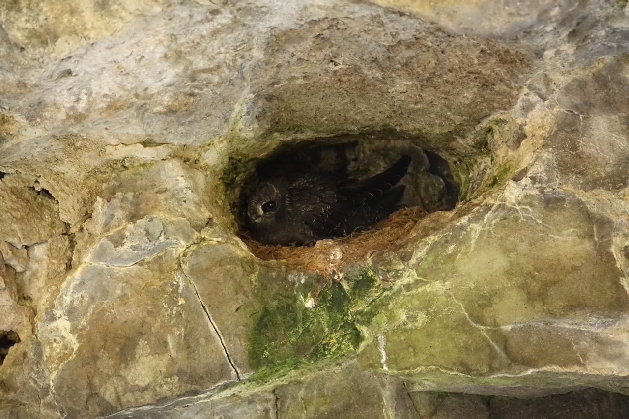 Black swifts lay one egg in a nest near or behind a waterfall/Carol Patterson.
