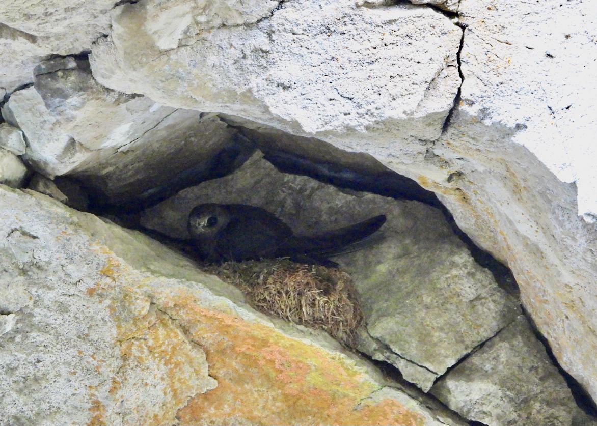 A black swift hides in its nest in Banff National Park.